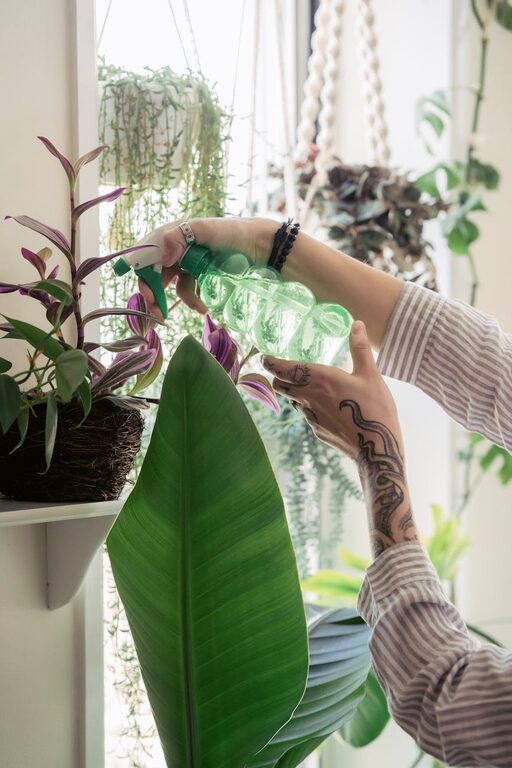 Tips for Keeping Your Houseplants Healthy and Thriving